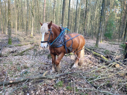  Tierisch starker Einsatz im Forst Klövensteen Rückepferde helfen in den kommenden Tagen beim Waldumbau 